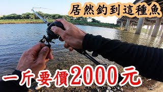 爽呆了 第一隻野場魚就釣到1斤要價2000元的魚~ 元首最愛吃的魚 Taiwan president fish