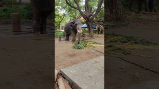 എന്ത് മനോഹരമായ ഒരു കാഴ്ച #subscribe #travel #elephant#song