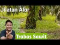 Trabas Kebun Sawit Pak H. Ngateman Di Jilatan Alur, Tanah Laut.