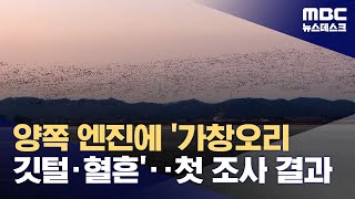 제주항공 사고기 엔진에 가창오리 충돌 흔적‥깃털·혈흔 확인 (2025.01.25/뉴스데스크/MBC)