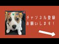 かわいいフレブルの子犬とお友達になったよ！ドッグラン楽チいジャックラッセルテリア