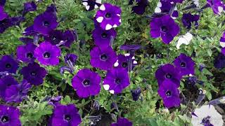 Petunia Shock Wave Purple Tie Dye (Wave)