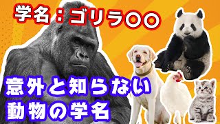 【生き物の雑学】ゴリラの正式名称はゴリラ○○！意外すぎる動物たちの学名