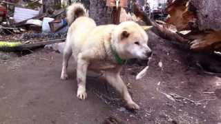 八雲町桜野温泉熊嶺荘の柴犬