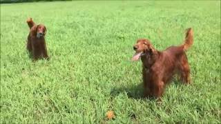 【大型犬のフリー運動】ボール遊びが大好きなアイリッシュセター２頭！Irish Setter and red dragonfly