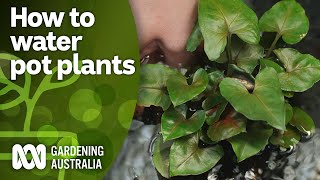 Tips for watering pot plants | Indoor Plants | Gardening Australia