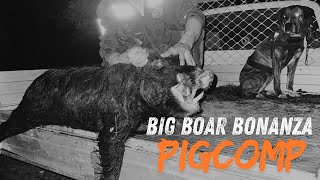 Big boar bonanza australia