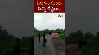 ఏనుగుల ముందు పిచ్చి చేష్టలు.. నెటిజన్ల ఆగ్రహం! | Ntv