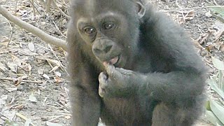 おしっこを舐めてしまった赤ちゃんゴリラキンタロウ【京都市動物園】