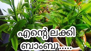 ലക്കി ബാംബൂ ലക്കി ആണോ 🍀Lucky bamboo #######lucky or 🍀