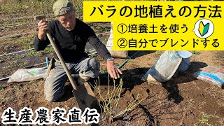 【農家直伝】バラの地植えの方法の基本　培養土を使う、自分でブレンドする