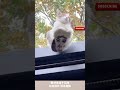 小貓咪竟有“兩副面孔”，腳底圖案組成一張“人臉” cuteanimal pets 寵物 萌寵