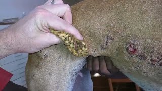 犬からワームを取り除くRemoving mangoworm in dog #57