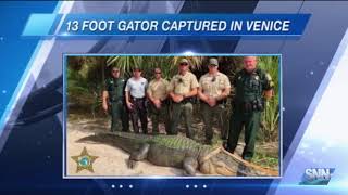 SNN: Huge gator is roaming Shamrock Park in Venice no more