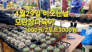 4월29일 비오는날모란장다육이 1000원/2포트3000원의행복