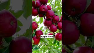 Apples Make Up Half of the World's Deciduous Fruit Tree Production. . #shortsvideo  #satisfying