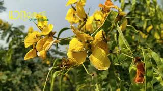 Avarampoo Benifits in Tamil | ஆவாரம்பூ மருத்துவ குணங்கள் | சர்க்கரை வியாதி தீர்க்கும் ஆவாரம் பூ