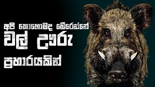 අපි කොහොමද බේරෙන්නේ වල් ඌරු ප්‍රහාරයකින් | How to survive Wild Boar Attack