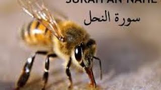 Sura Nahl world beautiful voice crying voice emotional allah forgive us no copyright subscribe