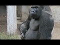 zoo animals gorilla diet