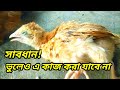 খামারে ভুলেও এ কাজটি করবেন না। Murgi palon proshikkhon। Poultry production and management