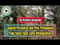 The Brondols Menjawab - Langkah Perbaikan dan Pola Pemupukan Pada lahan Yang Lama Ditinggalkan