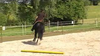 TWH Reiten mit Halsring