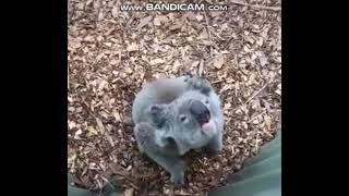 ・コアラの鳴き声ヤバイKoala squealing clazy