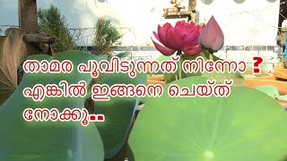 താമര പൂവിടുന്നത് നിന്നോ ? എങ്കിൽ ഇങ്ങനെ ചെയ്താൽ മതി.