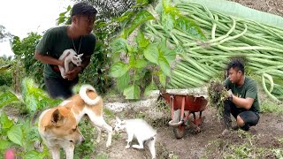 panen puncak kacang panjang makin semangat membuka kebun baru warta petani muda hidup di hutan