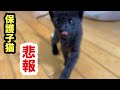 【悲報】捨てられた子猫の猫カビが深刻化しました