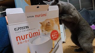 【猫動画】我が家のロシアンブルーにお年玉でヌルーミィをプレゼントしました【russianbule】I gave Russian Blue a Nurumi as a New Year's gift