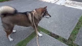 四国犬カナ　おとうちゃんが帰ってきた♪