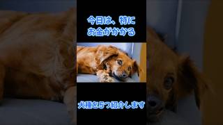 【雑学】飼うとお金のかかる犬種5選【犬】#雑学  #動物 #犬