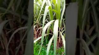 Sugarcane field.সুন্দর আখ চাষ মাশাআল্লাহ