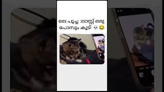 ലെ പൂച്ച  ലാസ്റ്റ് ഒരു പോസ് കൂടി #trending #viralvideo   #cat #catlover #reels #fun #funny #comedy