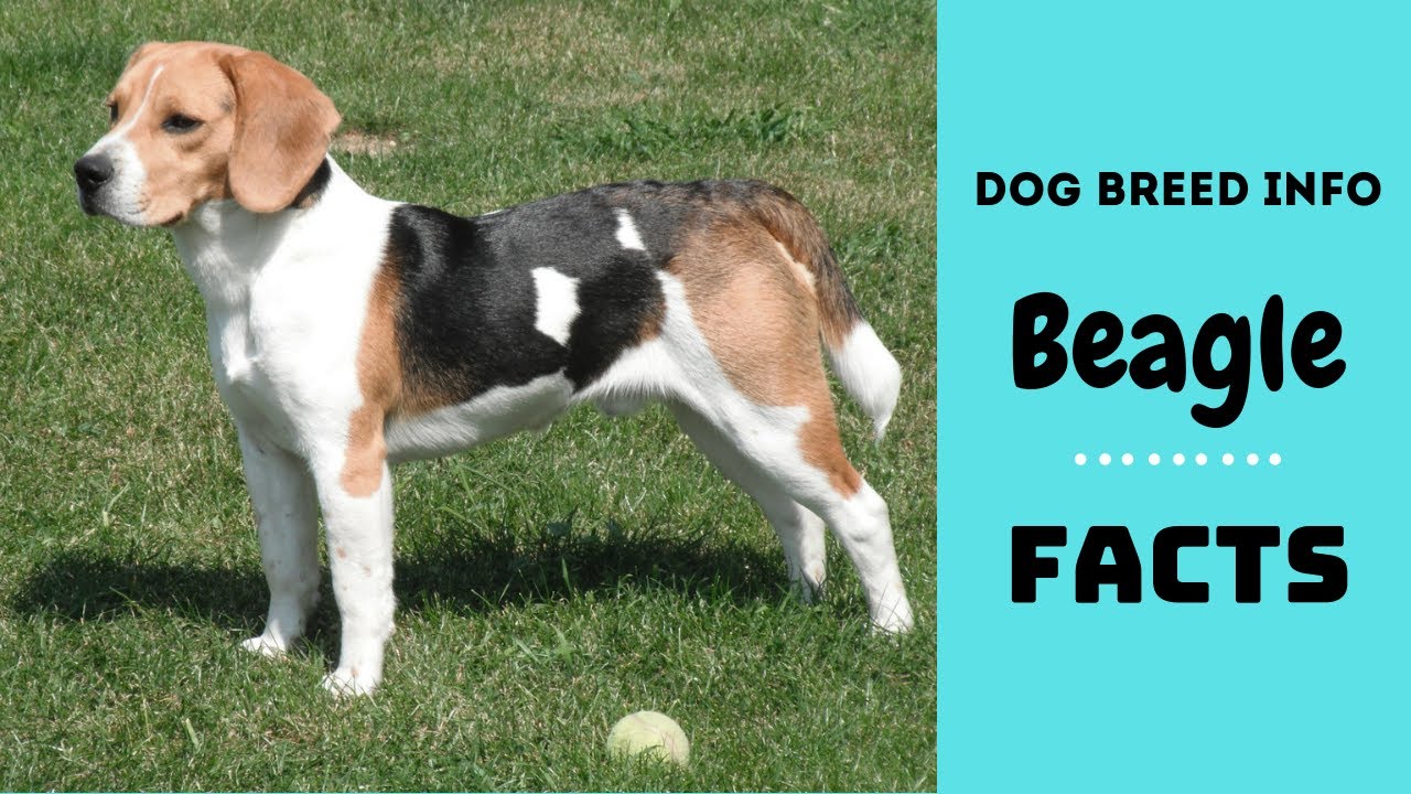 Beagle Dog Breed. All Breed Characteristics And Facts About Beagle Dogs ...