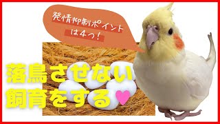 飼い鳥が一年中、卵を産んでしまう理由とは！？発情のメカニズムを知ろう！【きなこのお父さんのHOW TO BIRD】