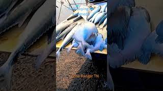 Fish buying 🐟, Kasimedu #lonerangertn #kasimedu #fishmarket #vadachennai #northmadras #fish