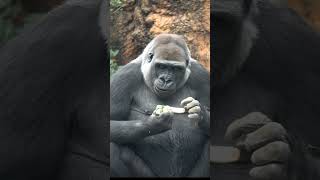 家族みんな揃って楽しいひととき🦍  【上野動物園】  ゴリラ