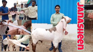 The World Record Breaking Hyderabadi Bakra Janasheen | Takbeer Goat Farm | Greatest Collection.