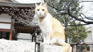 猫宮司の「あいちゃん」人気　岡山市の伊勢神社