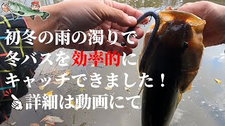 【冬 バス釣り】冬バスを効率的にキャッチ！(OSPルアーで連発)初冬の雨の濁りが入ったインレットは楽しいですね【秋田 八郎潟】