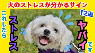 【気付けないとヤバイ】犬のストレスが分かる行動12選！