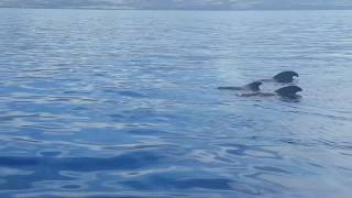 Whales in Tenerife on board the Maxicat