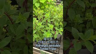 목수국 선데이 프레이즈 Hydrangea paniculata Sundae Fraise