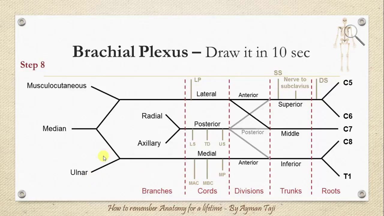 Draw The Brachial Plexus