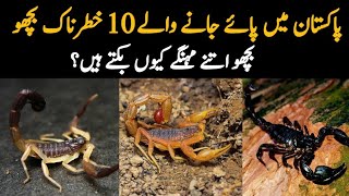 10 Most Deadly Scorpions Found in Pakistan | Dangerous Animals in Pakistan