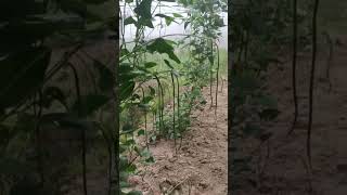 പയർ കൃഷി #farming# beans #yardlongbeans #organic# method