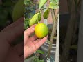 como hacer abono para el limonero en casa y abono para frutales shorts